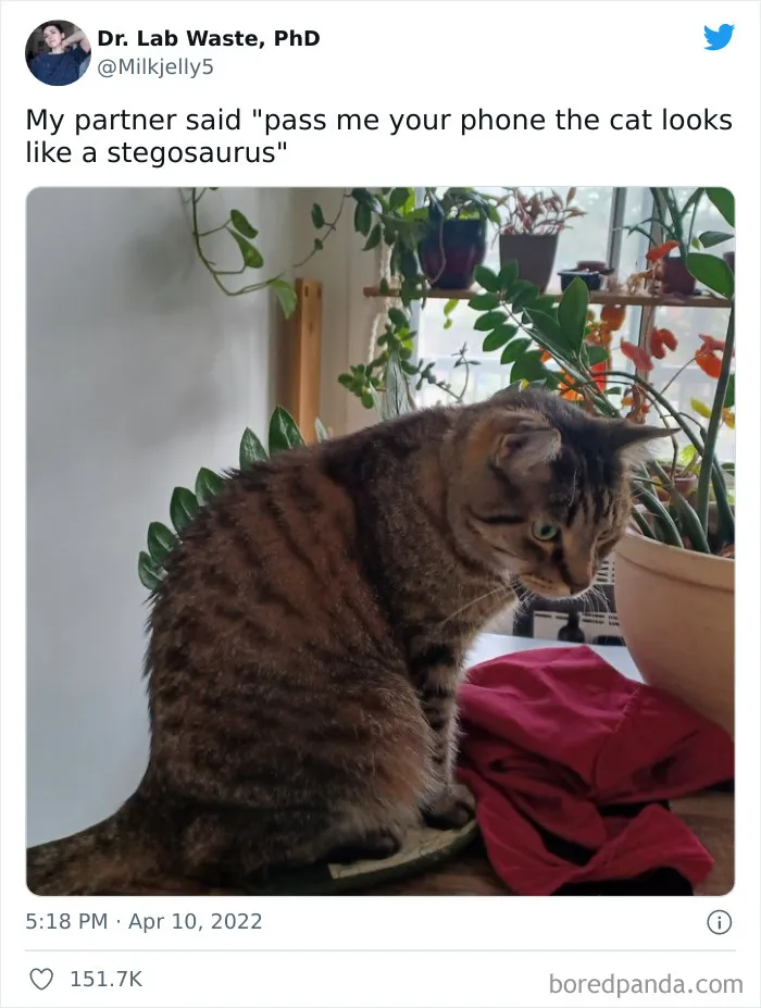 Funny-Cat-Dog-Tweets