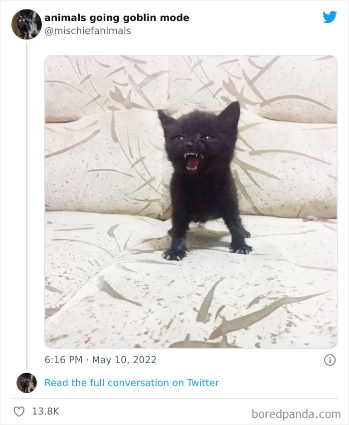50 Times Animals Acted So Hilariously Devious, They Ended Up Being Shared On The "Animals Going Goblin Mode" Twitter Account