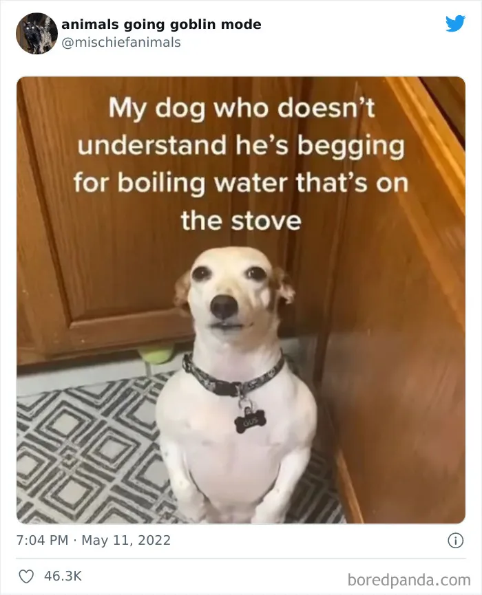 50 Times Animals Acted So Hilariously Devious, They Ended Up Being Shared On The "Animals Going Goblin Mode" Twitter Account