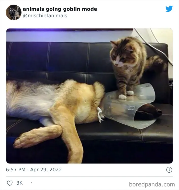 50 Times Animals Acted So Hilariously Devious, They Ended Up Being Shared On The "Animals Going Goblin Mode" Twitter Account