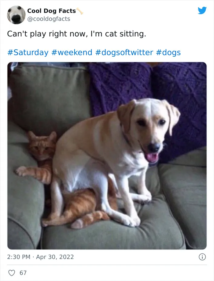 30 Tweets That Show Dogs Are Truly Man's Best Friends, Shared By This Twitter Account Dedicated To Cool Dog Facts
