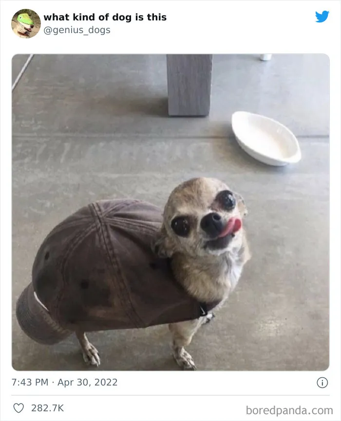 "¿Qué clase de perro es este?": 30 fotos de perros tontorrones que había que compartir