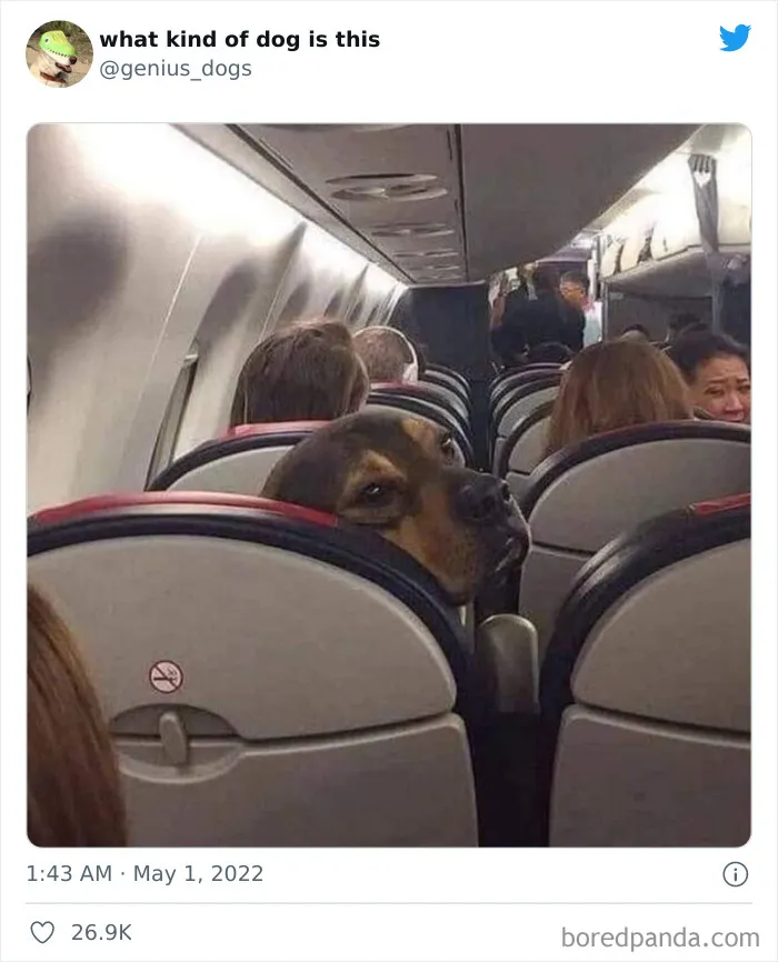 "¿Qué clase de perro es este?": 30 fotos de perros tontorrones que había que compartir