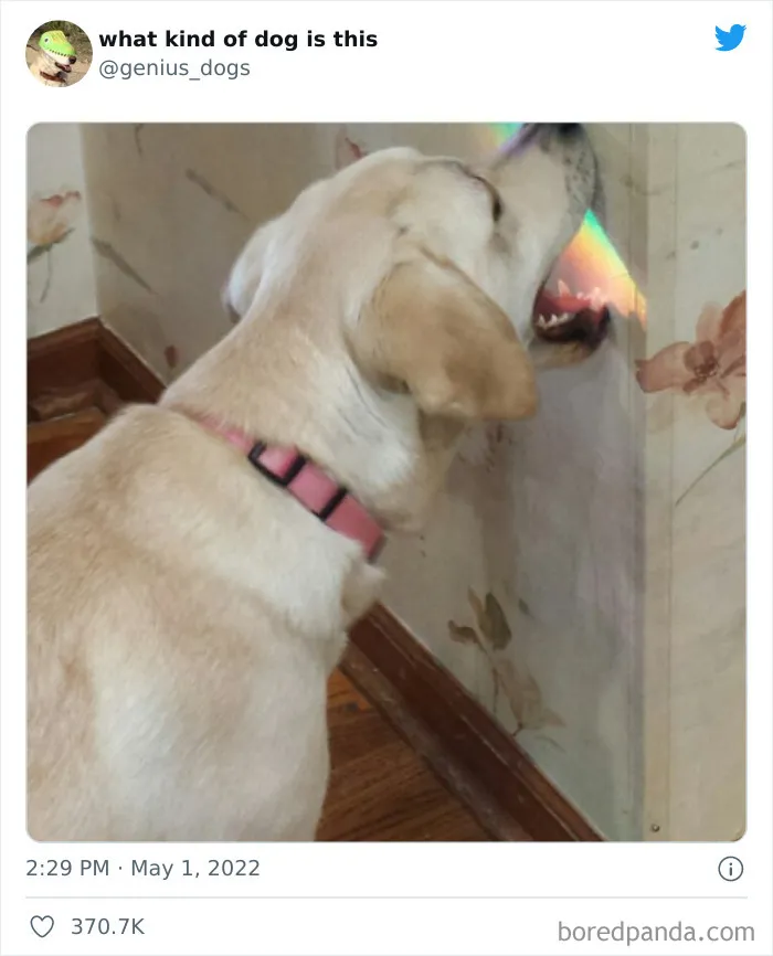 "¿Qué clase de perro es este?": 30 fotos de perros tontorrones que había que compartir