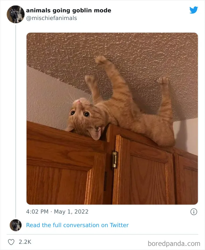50 Times Animals Acted So Hilariously Devious, They Ended Up Being Shared On The "Animals Going Goblin Mode" Twitter Account