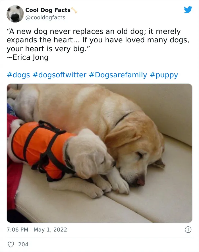 30 Tweets That Show Dogs Are Truly Man's Best Friends, Shared By This Twitter Account Dedicated To Cool Dog Facts