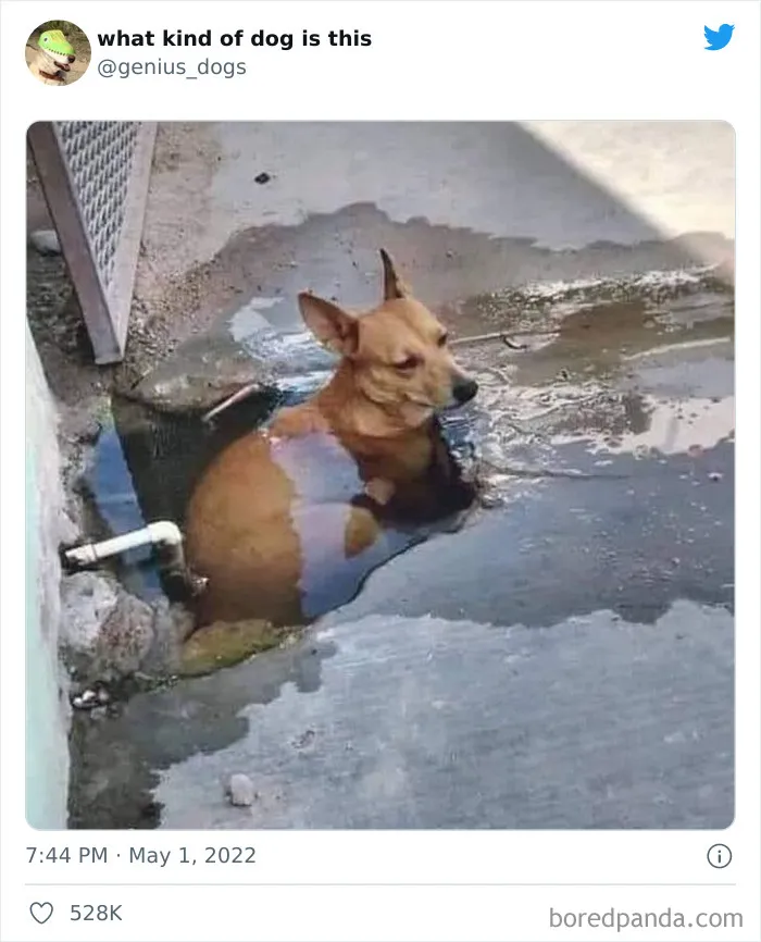 "¿Qué clase de perro es este?": 30 fotos de perros tontorrones que había que compartir