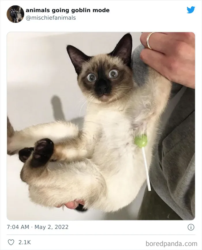 50 Times Animals Acted So Hilariously Devious, They Ended Up Being Shared On The "Animals Going Goblin Mode" Twitter Account