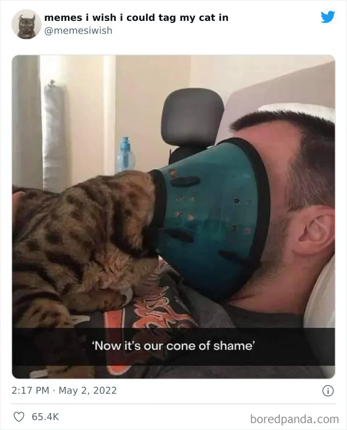 50 Hilariously Spot-On Tweets About Life With Cats And Dogs