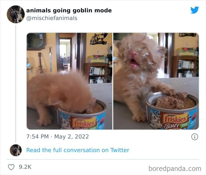 50 Times Animals Acted So Hilariously Devious, They Ended Up Being Shared On The "Animals Going Goblin Mode" Twitter Account