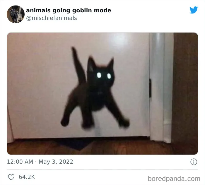 50 Times Animals Acted So Hilariously Devious, They Ended Up Being Shared On The "Animals Going Goblin Mode" Twitter Account