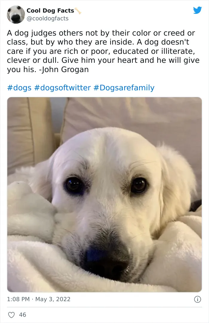 30 Tweets That Show Dogs Are Truly Man's Best Friends, Shared By This Twitter Account Dedicated To Cool Dog Facts