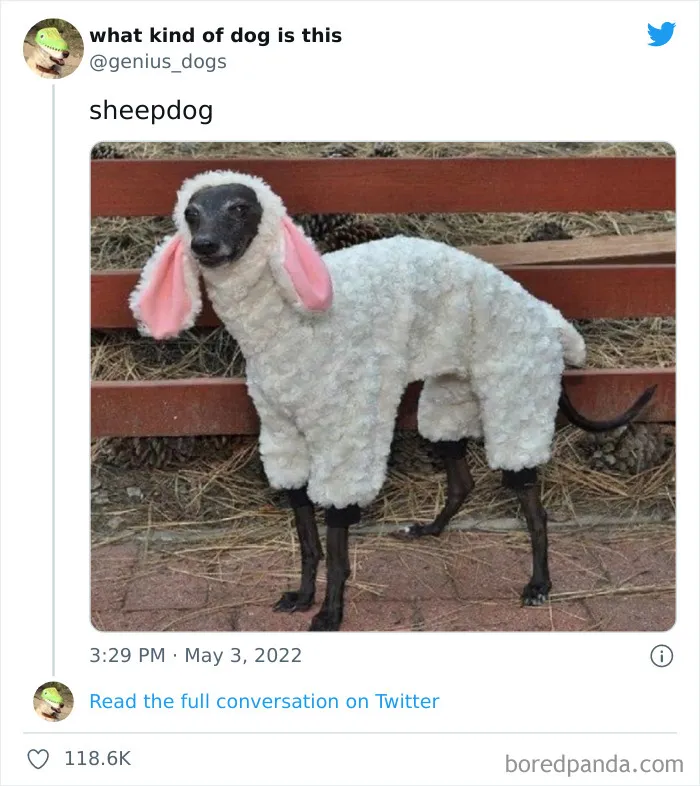 "What Kind Of Dog Is This": 35 Pics Of Goofy Dogs That People Just Had To Share