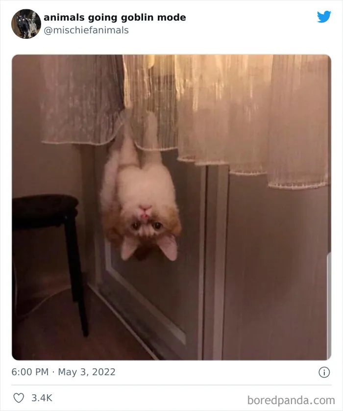 50 Times Animals Acted So Hilariously Devious, They Ended Up Being Shared On The "Animals Going Goblin Mode" Twitter Account
