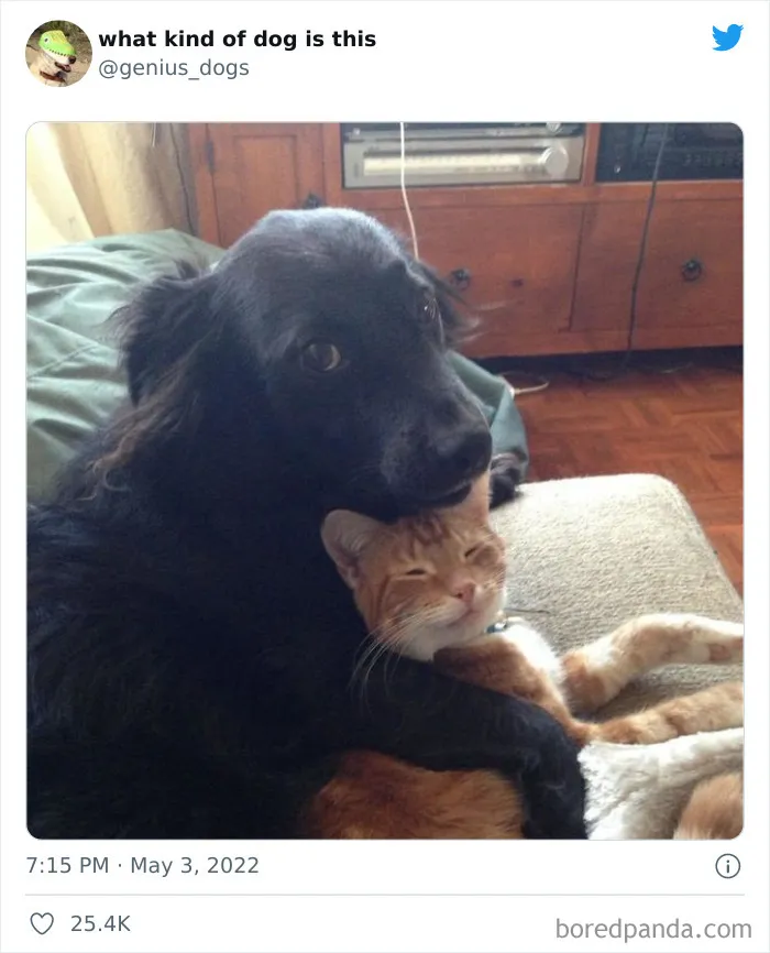 "¿Qué clase de perro es este?": 30 fotos de perros tontorrones que había que compartir