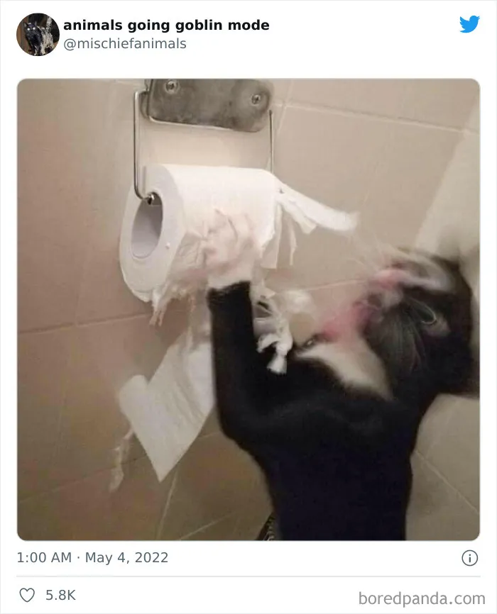 50 Times Animals Acted So Hilariously Devious, They Ended Up Being Shared On The "Animals Going Goblin Mode" Twitter Account