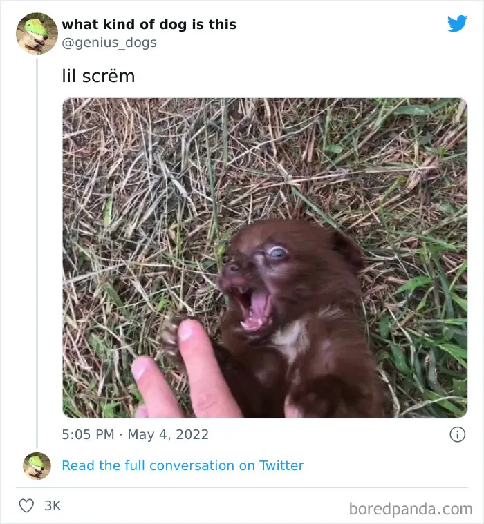 "What Kind Of Dog Is This": 35 Pics Of Goofy Dogs That People Just Had To Share