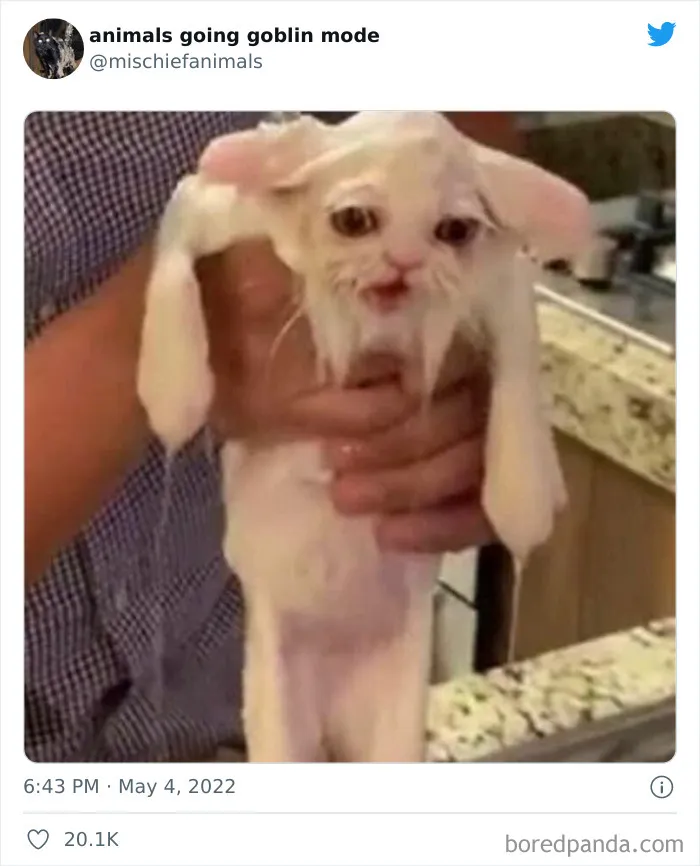 50 Times Animals Acted So Hilariously Devious, They Ended Up Being Shared On The "Animals Going Goblin Mode" Twitter Account