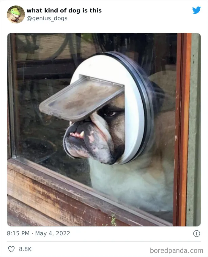 "¿Qué clase de perro es este?": 30 fotos de perros tontorrones que había que compartir