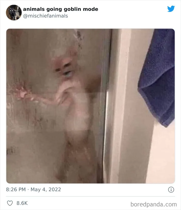 50 Times Animals Acted So Hilariously Devious, They Ended Up Being Shared On The "Animals Going Goblin Mode" Twitter Account