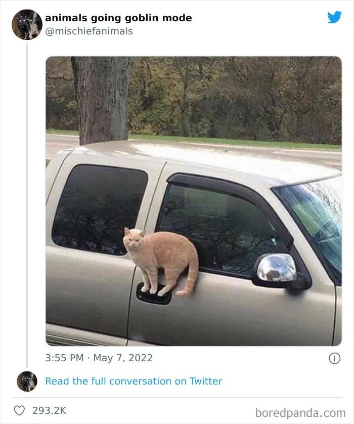 50 Times Animals Acted So Hilariously Devious, They Ended Up Being Shared On The "Animals Going Goblin Mode" Twitter Account