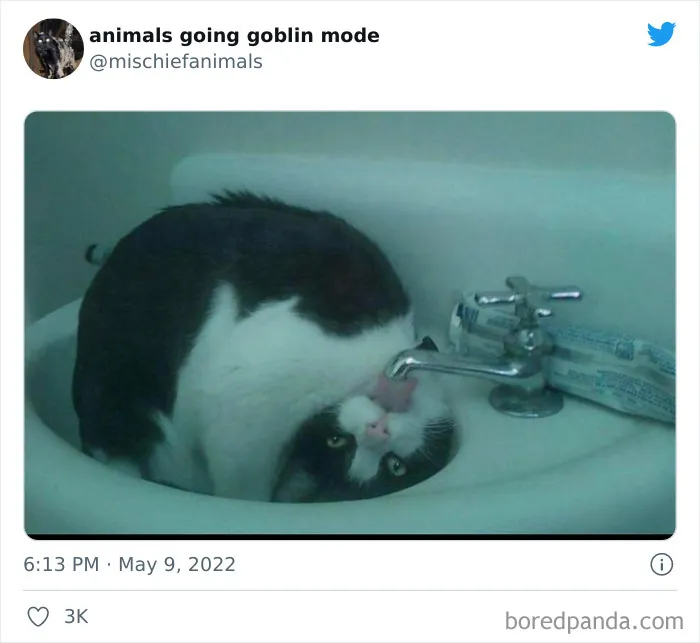 50 Times Animals Acted So Hilariously Devious, They Ended Up Being Shared On The "Animals Going Goblin Mode" Twitter Account