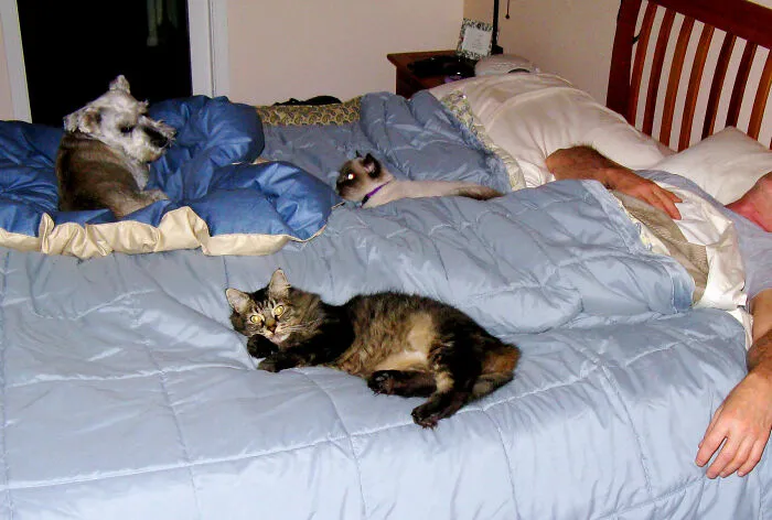Girlfriend Got To Hear Her Boyfriend Tell His Cats About How Cute She Was