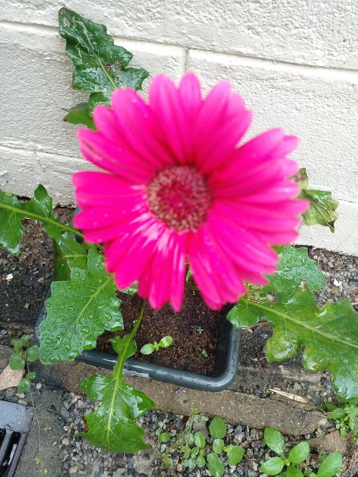 Gerbera