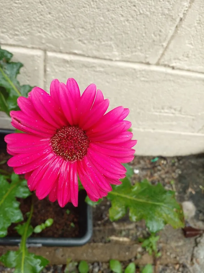 Gerbera