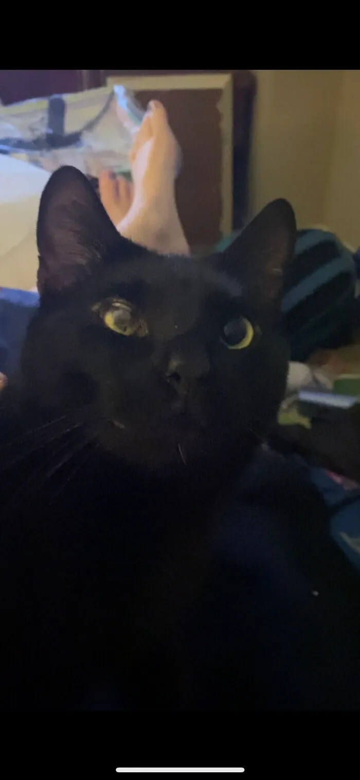 Here Is My Cat Chess (This Is A Screenshot From A Video I Took)