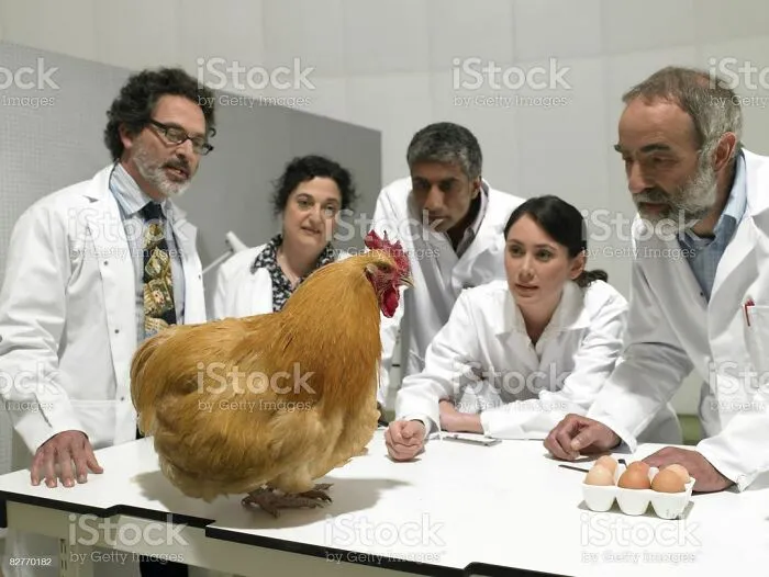 Scientists in lab coats examining a chicken on a table, featuring eggs, for weird stock photos collection.