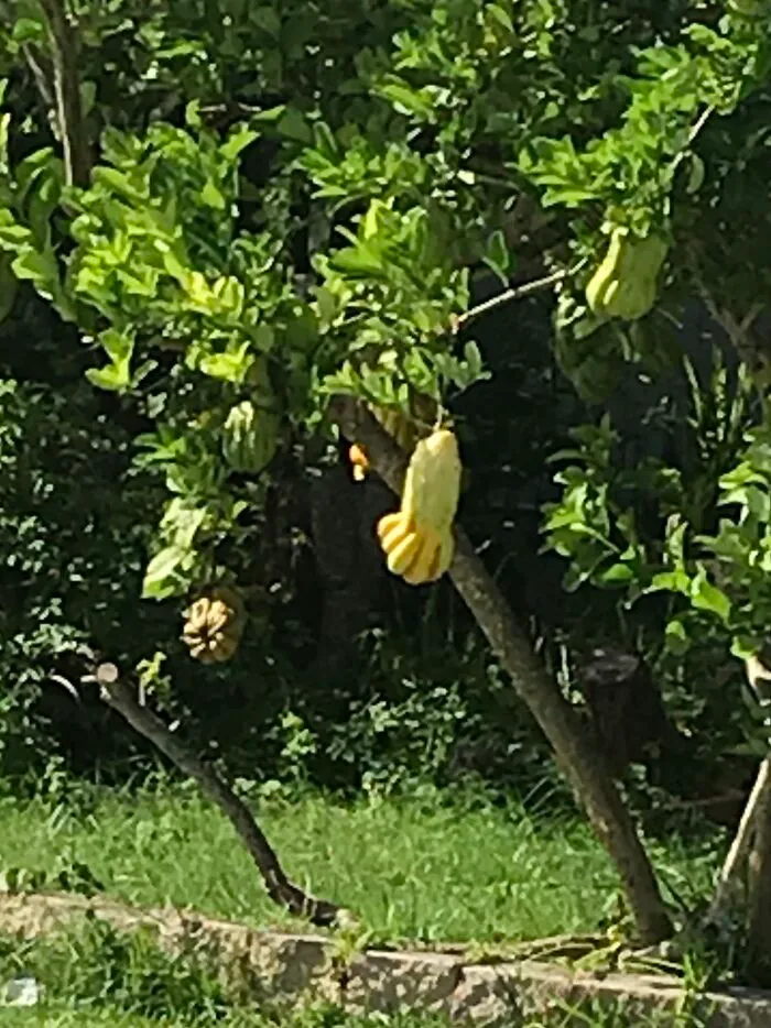 Buddha’s Hand