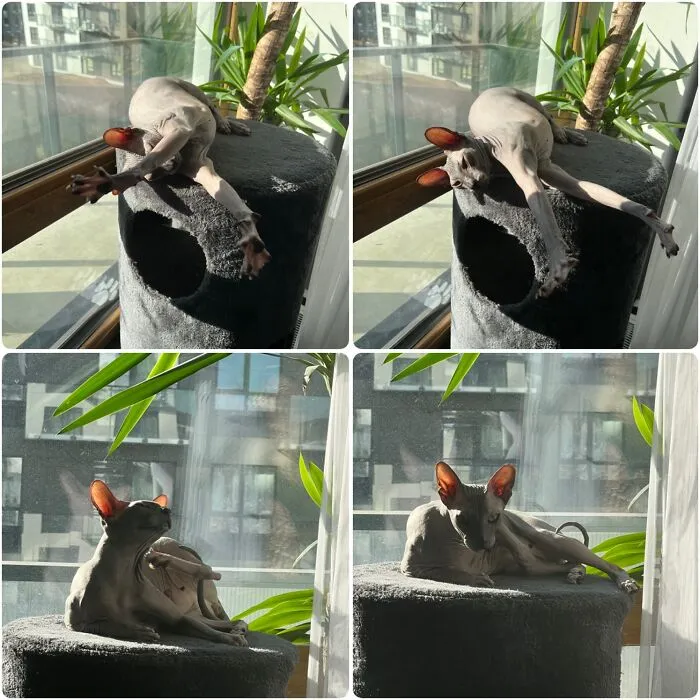Best Model 📸