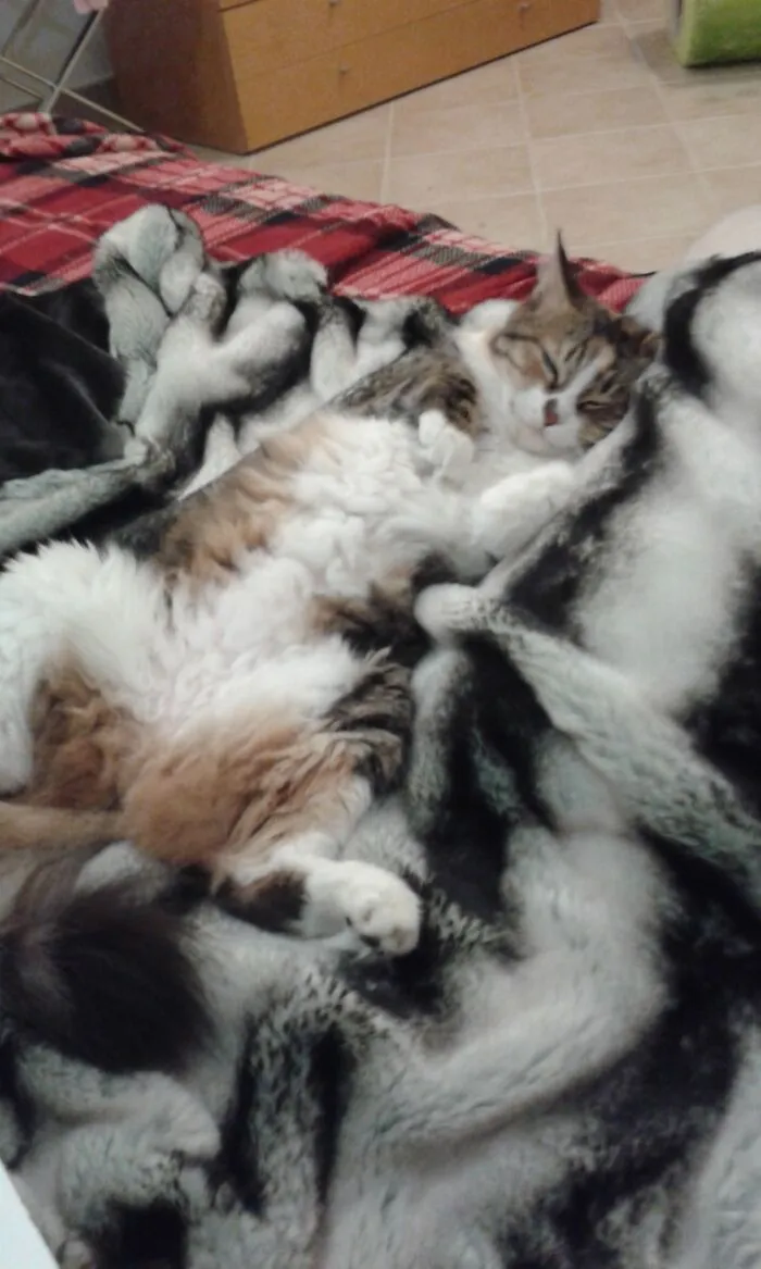 Camouflage Mode...