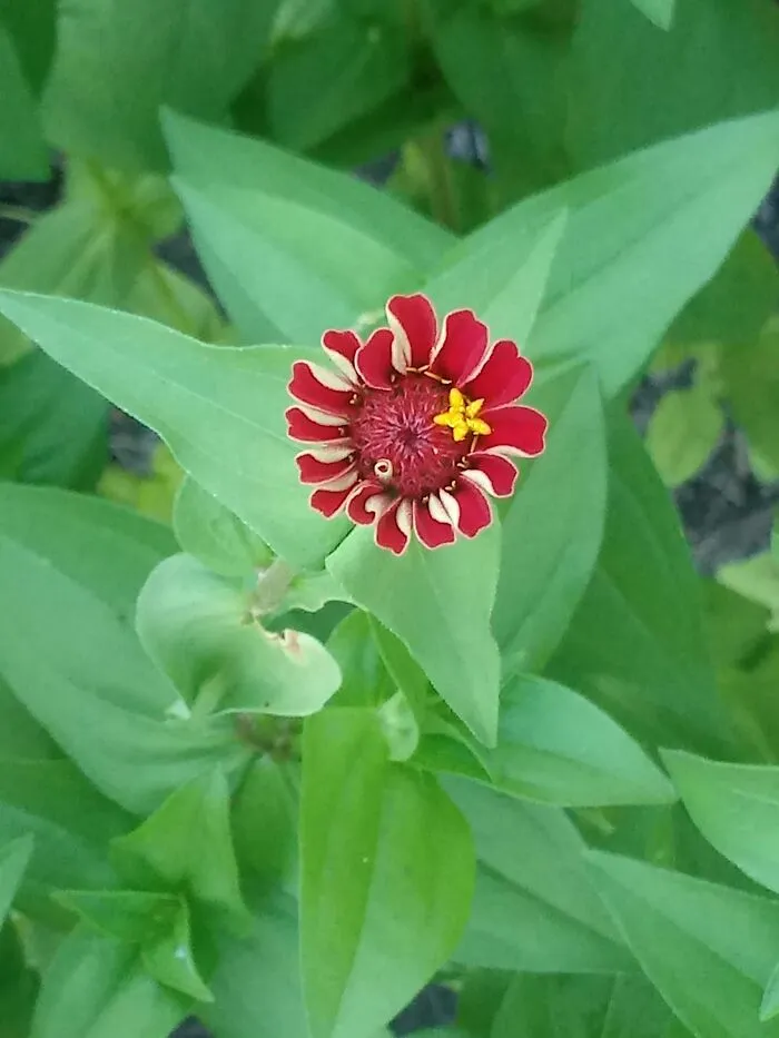 Zinnia's Part 2