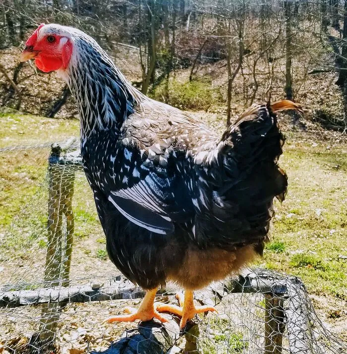 Wyandotte Hen, Betty