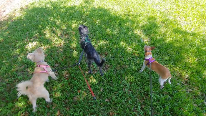 Spotted A Squirrel