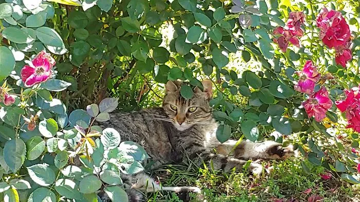 Nice And Shady