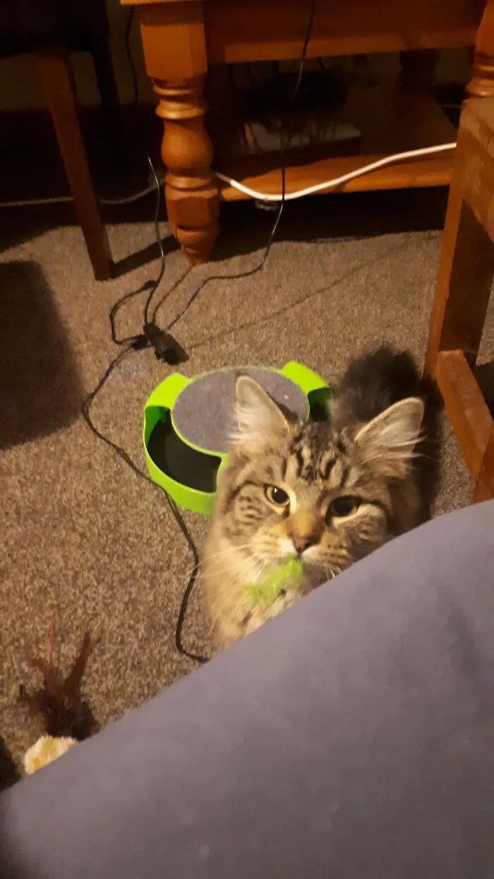 My Girl Mukavuus, Feel Like She Is Asking What I Am Laughing At