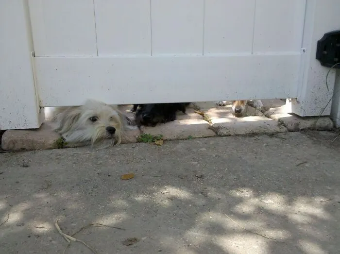 Who's There?