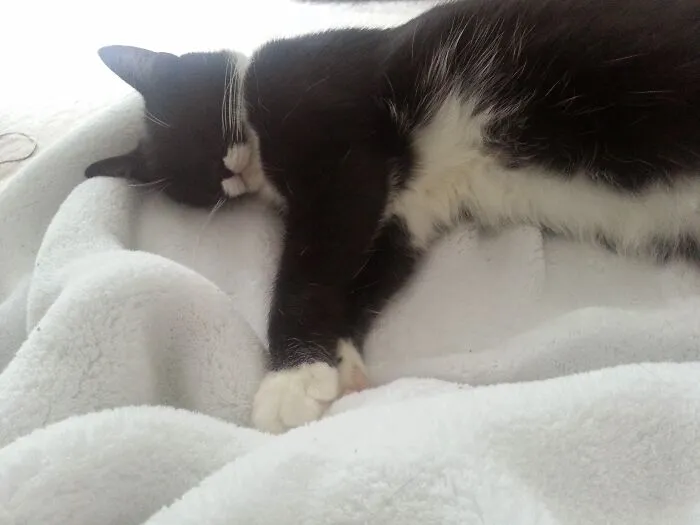 Catnap