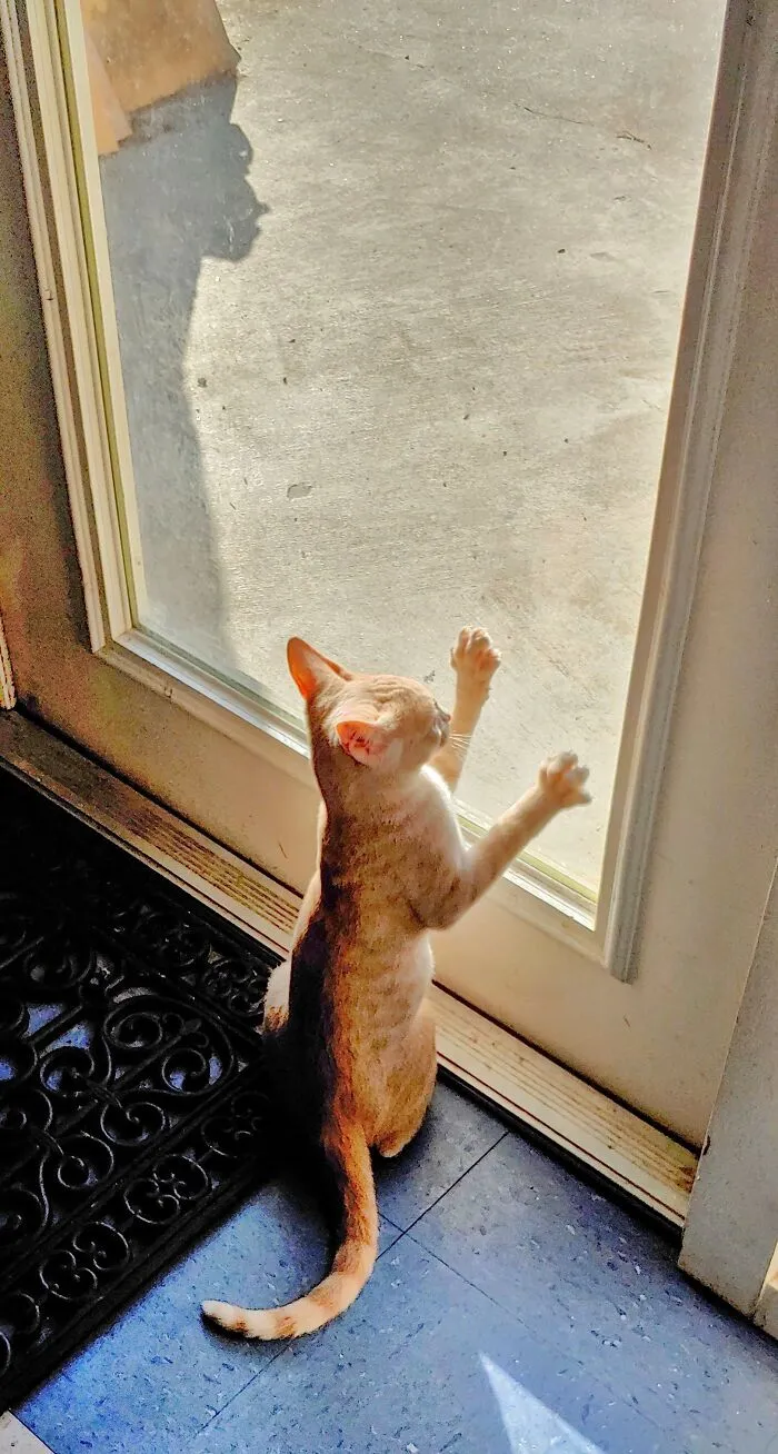 Let Meow-T!