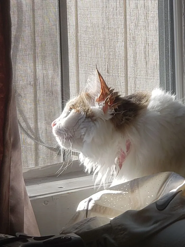 Bird Watching