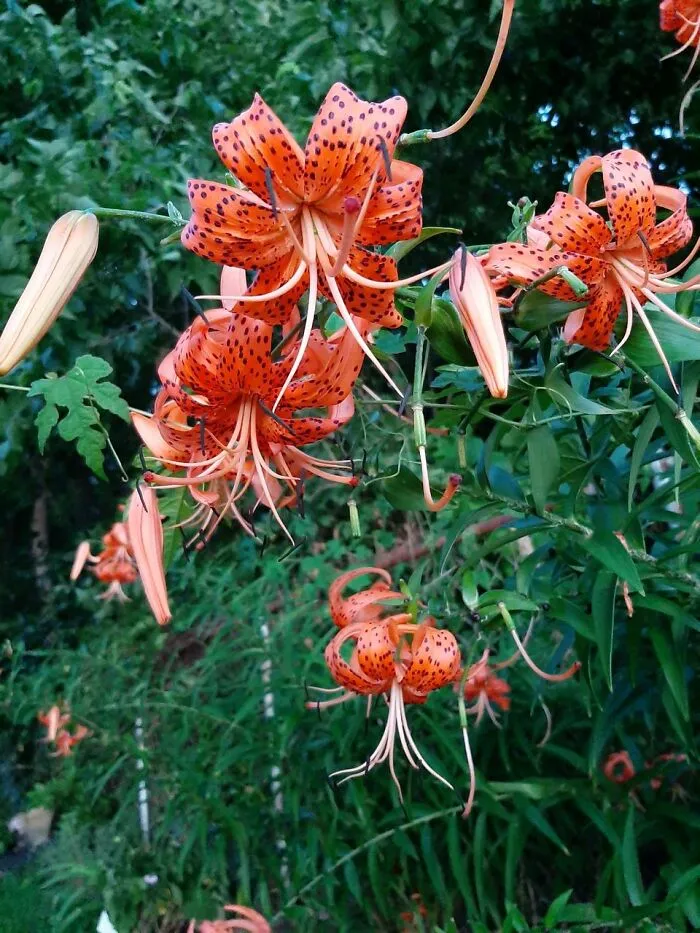 Inherited Lillies