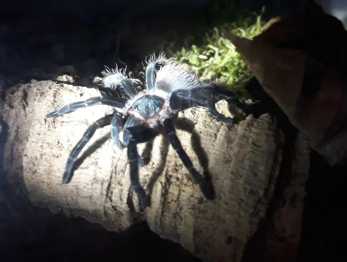One Of My Spooders