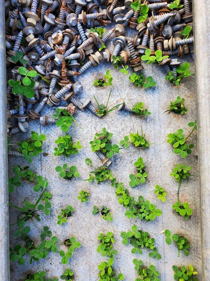 Cloverleaf Growing Thrue My Dad In Law S Garage Scraps