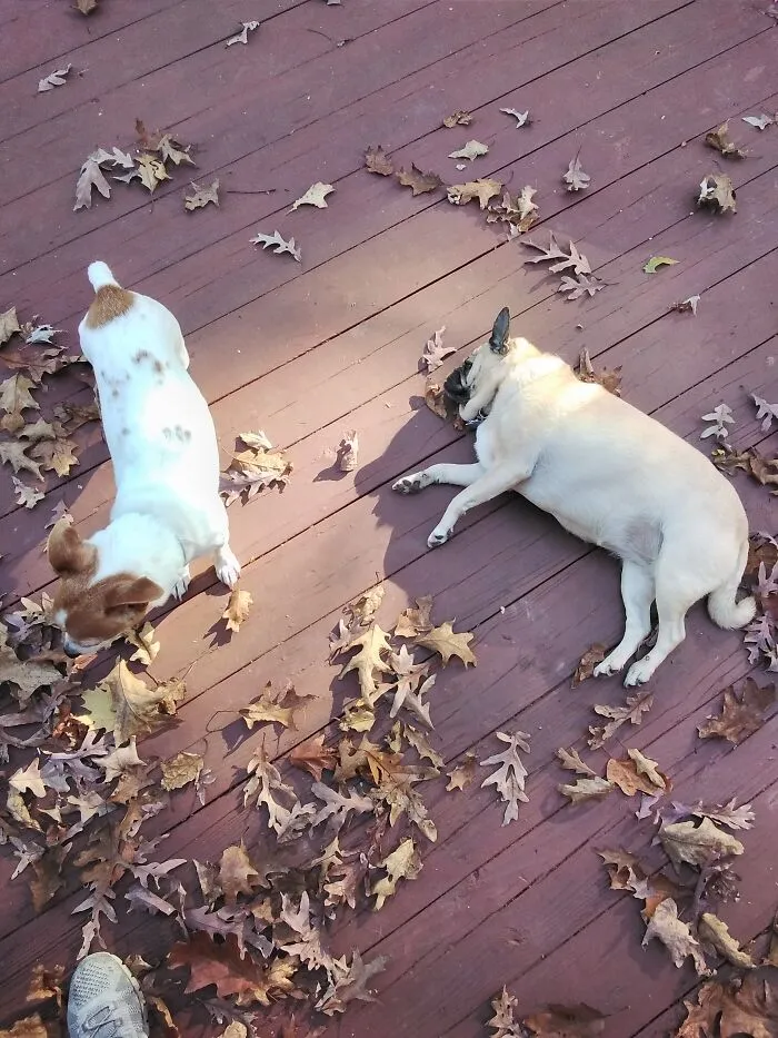 Rusty And Ugie The Pug Hanging Out On The Deck