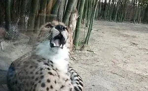 Hey Pandas, Post Your Funniest Accidental Photo Of Animals Outside