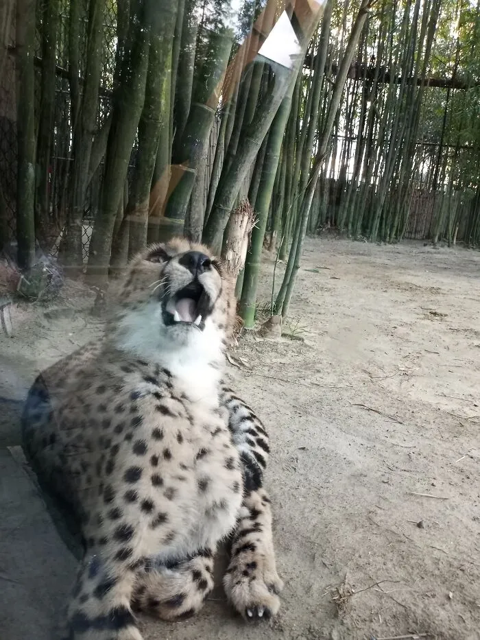 Rawr
