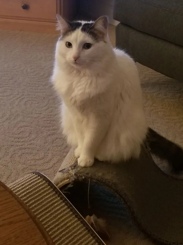 I'm Sorry For Another Post I Just Realized I Can Upload More Than One At A Time. Here's Pips Again, She Is Quit Photogenic